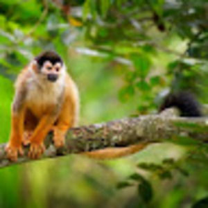 Meet your Posher, Cinque